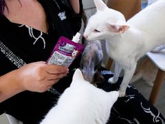 -喵的天空名猫咖啡馆·撸猫·猫舍·用品