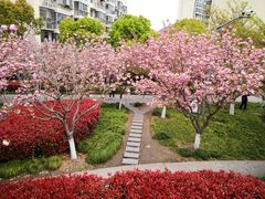 -高东镇樱花园