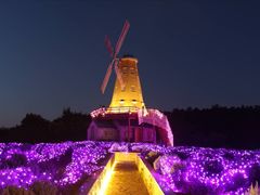 -大塘金香草谷