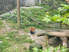 -都江堰中华大熊猫苑