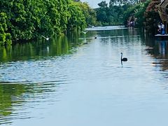 -大湾区中央湿地公园