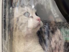 -宠福鑫康馨动物医院·骨科·眼科