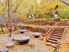 -千年银杏谷文化旅游区