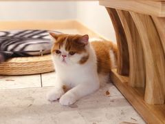 -飞行喵MR PILOT|猫舍·猫咖(静安大融城店)