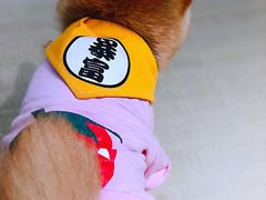-逗柴咖啡屋·狗咖猫咖宠物桌游
