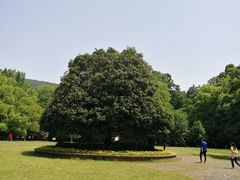 -灵谷景区