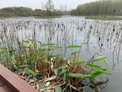 -昆山城市生态森林公园