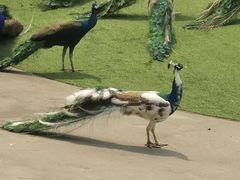 -西双版纳原始森林公园