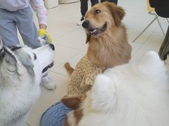 -怪兽屋·羊驼·猫咖·狗咖(俊华广场店)