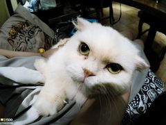 -more than meow吴止猫主题餐厅(承德 中船汇店)