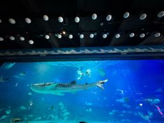 -烟台海昌鲸鲨海洋公园