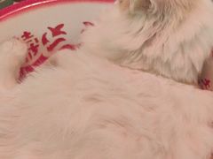 -平行世界·猫咖(首经贸店)