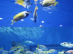 -海合安武汉极地海洋公园