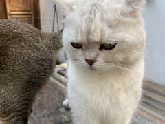 -喵屿·大理花园猫咖