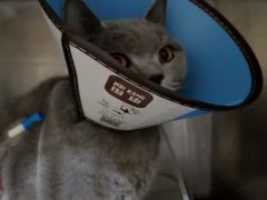 -米苏动物医院·犬猫专科·骨科外科内窥镜
