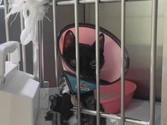 -暖阳宠物医院·犬猫康复中心·骨科