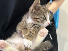 -佳怡动物医院·平价24小时·猫专科骨外科