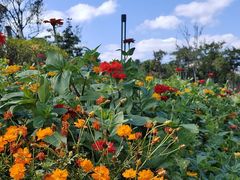 -春花秋色城市公园