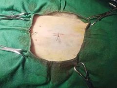 -佳怡动物医院·平价24小时·猫专科骨外科