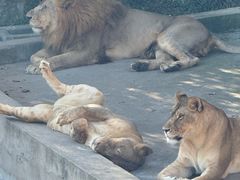 -西霞口神雕山野生动物世界