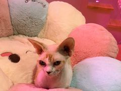 -Bastet sally猫舍购宠(静安店)