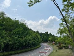 -铁山坪森林公园