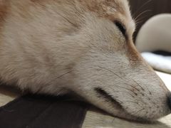 -逗柴咖啡屋·狗咖猫咖宠物桌游