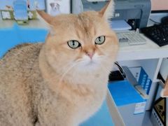 -纳吉亚猫专科动物诊疗中心(蒋宅口分院)