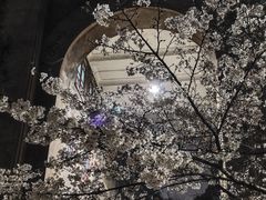 -武汉大学-樱园