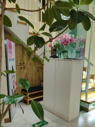 -薇薇安花系SPA