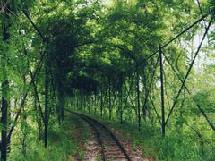 -合肥滨湖国家森林公园