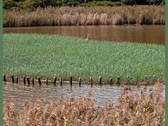 -华侨城湿地公园