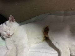 -狗舍宠物医院(四季商业广场店)