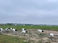 -盐城丹顶鹤湿地生态旅游区