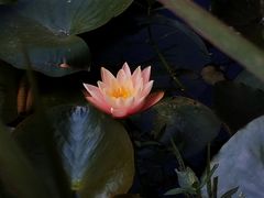 -艾溪湖湿地公园