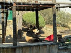 -大连森林动物园