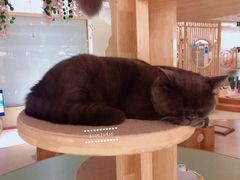 -猫和宫(六道口店)