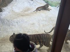 -栾川竹海野生动物园