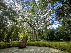 -瑞丽独树成林风景区