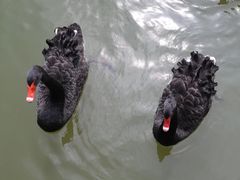 -福建鲤鱼洲酒店