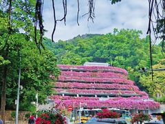 -深圳仙湖植物园