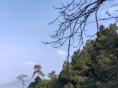 -南山植物园