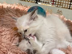 -藏猫猫咖啡主题馆(中央大道店)