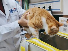 -宠颐生宠物医院·心肾内科·猫专科诊疗中心宠巢店
