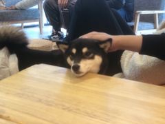 -南京Hallo宠物乐园·哈罗犬舍·柴犬繁育基地