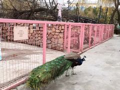 -J Create城市露营咖啡·简餐·宠物(上海动物园店)