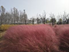 -东郊湿地公园