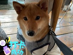 -the rug 飞毯 (朝阳公园店)