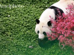 -成都大熊猫繁育研究基地