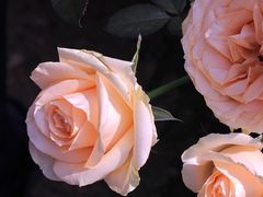 -人民公园(罗湖区)